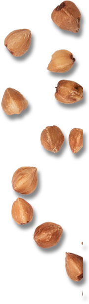 Buckwheat